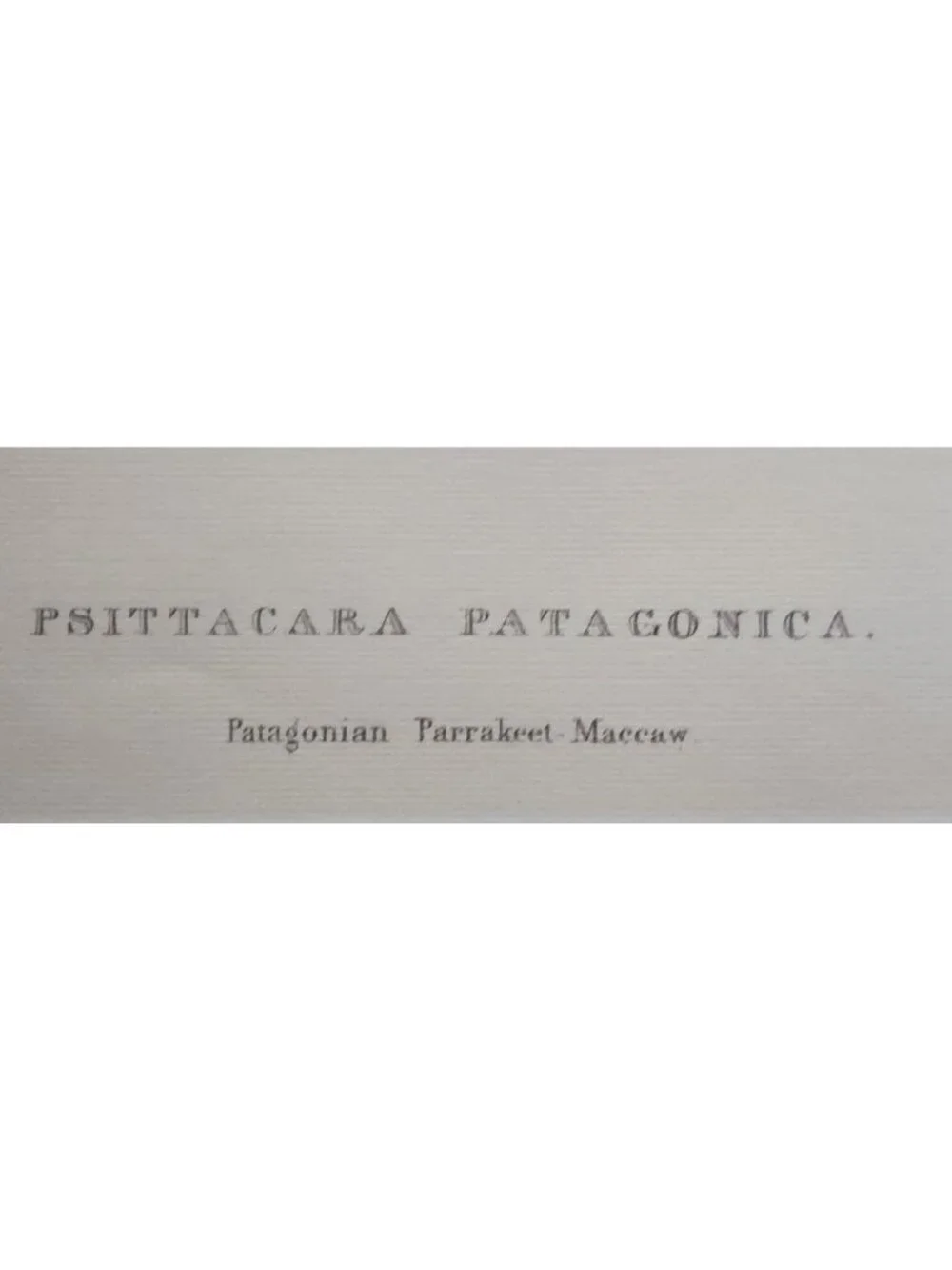 Parrot Print: Victorian Bird Illustration, by Edward Lear